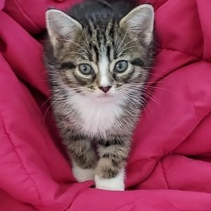 Meet your Posher, Spencer